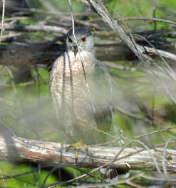 Rufous Hawk Year 2012